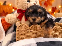 Red AKC Yorkie, a male Yorkshire Terrier for sale in Corona, CA – 3 of 4