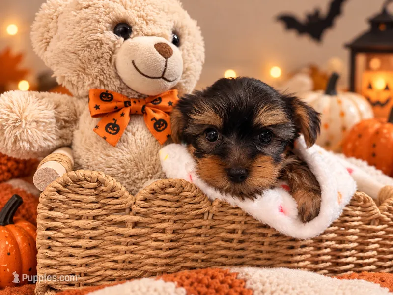 Orange AKC Yorkie – Yorkshire Terrier puppy for sale in Corona, CA