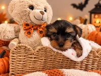 Orange AKC Yorkie, a male Yorkshire Terrier for sale in Corona, CA – 1 of 3