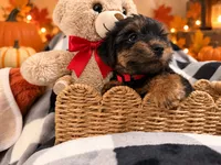 Red AKC Yorkie, a male Yorkshire Terrier for sale in Corona, CA – 4 of 4