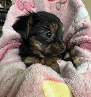 Daisy AKC Teacup, a female Yorkshire Terrier for sale in Corona, CA – Photo 3 of 3