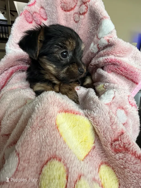 Daisy AKC Teacup – Yorkshire Terrier puppy for sale in Corona, CA