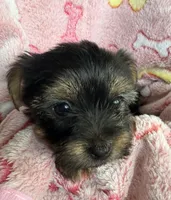 Daisy AKC Teacup, a female Yorkshire Terrier for sale in Corona, CA – Photo 2 of 3