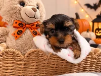 Orange AKC Yorkie, a male Yorkshire Terrier for sale in Corona, CA – 2 of 3