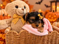 Yellow AKC Yorkie, a female Yorkshire Terrier for sale in Corona, CA – 3 of 5