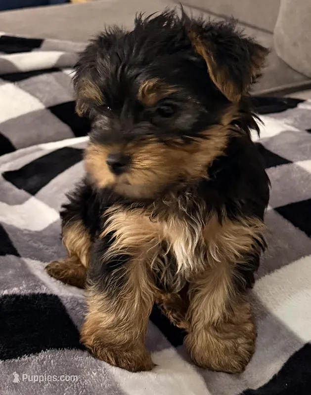 Milo AKC Puppy  – Yorkshire Terrier puppy for sale in Corona, CA