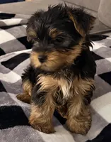 Milo AKC Puppy , a male Yorkshire Terrier for sale in Corona, CA – Photo 1 of 5