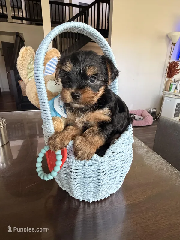 Milo AKC Puppy  – Yorkshire Terrier puppy for sale in Corona, CA