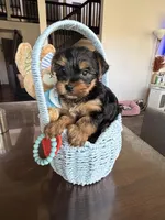 Milo AKC Puppy , a male Yorkshire Terrier for sale in Corona, CA – Photo 1 of 3