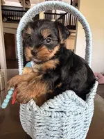 Milo AKC Puppy , a male Yorkshire Terrier for sale in Corona, CA – Photo 3 of 3