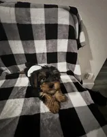 Milo AKC Puppy , a male Yorkshire Terrier for sale in Corona, CA – Photo 5 of 5
