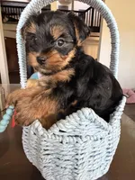 Milo AKC Puppy , a male Yorkshire Terrier for sale in Corona, CA – Photo 2 of 3