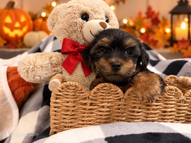 Red AKC Yorkie – Yorkshire Terrier puppy for sale in Corona, CA
