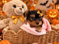 Yellow AKC Yorkie, a female Yorkshire Terrier for sale in Corona, CA – 5 of 5