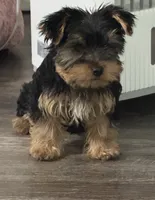 AKC Puppy , a male Yorkshire Terrier for sale in Corona, CA – 6 of 6