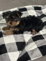 AKC Puppy , a male Yorkshire Terrier for sale in Corona, CA – 4 of 6