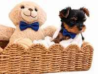 Blue AKC Yorkie, a male Yorkshire Terrier for sale in Corona, CA – 4 of 4