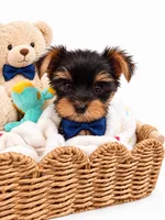 Blue AKC Yorkie, a male Yorkshire Terrier for sale in Corona, CA – 2 of 4
