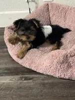 AKC Puppy , a male Yorkshire Terrier for sale in Corona, CA – 5 of 6