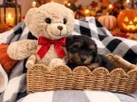 Red AKC Yorkie, a male Yorkshire Terrier for sale in Corona, CA – 2 of 4