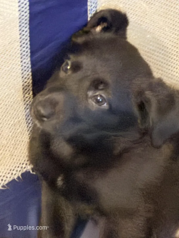 Sissy – German Shepherd Dog, Labrador Retriever puppy for sale in Kenosha, WI