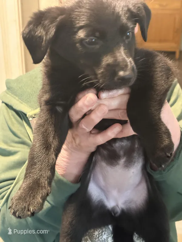 Betty – German Shepherd Dog, Labrador Retriever puppy for sale in Kenosha, WI