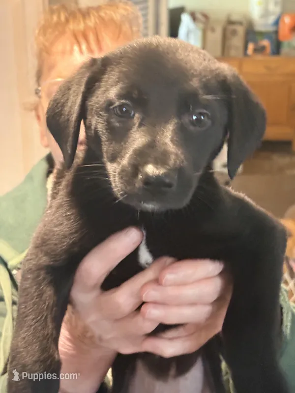 Bo – German Shepherd Dog, Labrador Retriever puppy for sale in Kenosha, WI