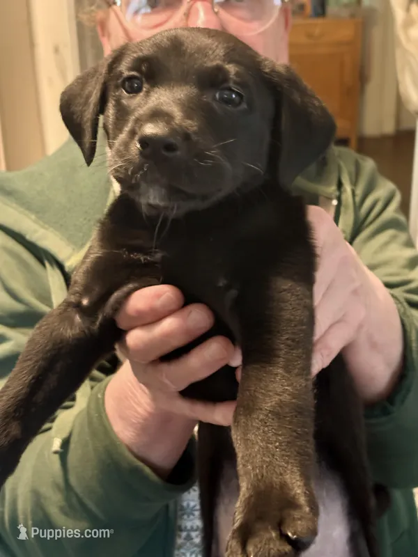 Sugar – German Shepherd Dog, Labrador Retriever puppy for sale in Kenosha, WI