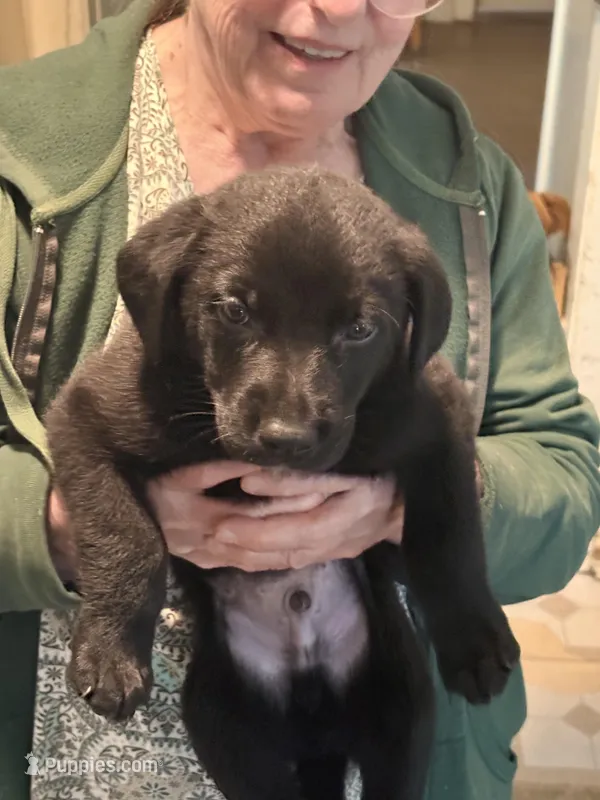 Bear – German Shepherd Dog, Labrador Retriever puppy for sale in Kenosha, WI