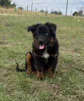 Cinch, a male Toy Australian Shepherd for sale in Hermiston, OR – 2 of 2