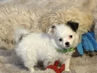 Birch, a male Chihuahua for sale in Hermiston, OR – 1 of 4