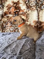 Roxy, a female Chihuahua for sale in Hermiston, OR – 4 of 4