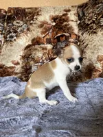 Maple, a female Chihuahua for sale in Hermiston, OR – 4 of 4