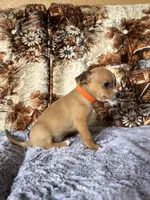 Roxy, a female Chihuahua for sale in Hermiston, OR – 3 of 4
