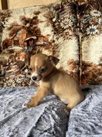 Roxy, a female Chihuahua for sale in Hermiston, OR – 2 of 4