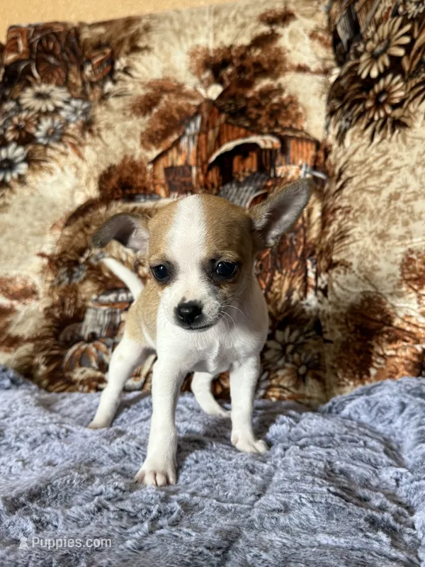 Maple – Chihuahua puppy on hold in Hermiston, OR