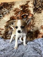 Maple, a female Chihuahua for sale in Hermiston, OR – 1 of 4