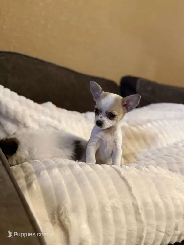 Rose – Chihuahua puppy for sale in Hermiston, OR