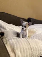 Rose, a female Chihuahua for sale in Hermiston, OR – 1 of 3