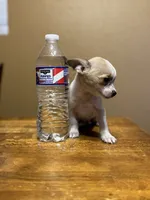 Rose, a female Chihuahua for sale in Hermiston, OR – 3 of 3