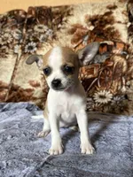 Maple, a female Chihuahua for sale in Hermiston, OR – 2 of 4