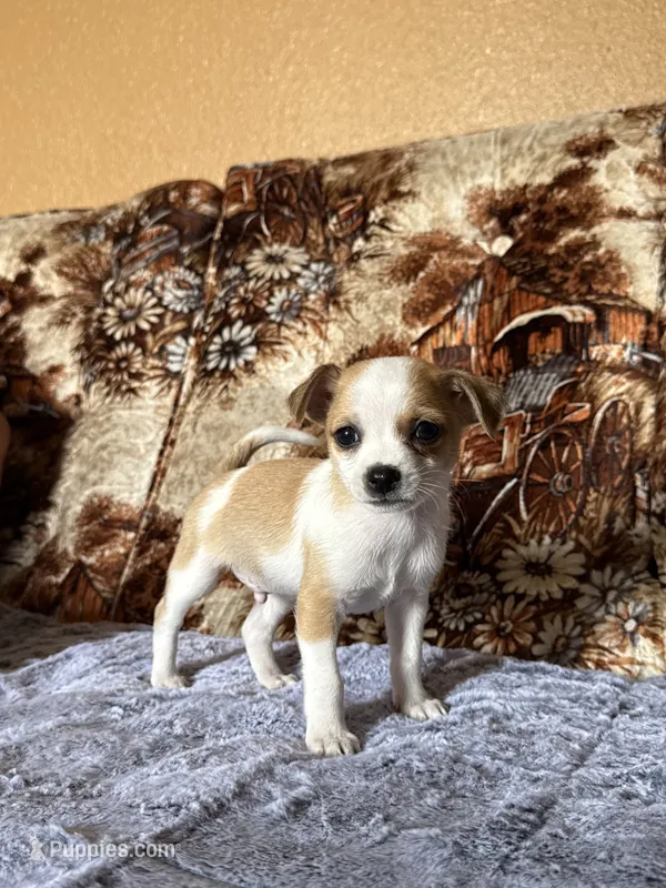 Churro – Chihuahua puppy for sale in Hermiston, OR