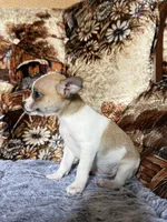 Maple, a female Chihuahua for sale in Hermiston, OR – 3 of 4