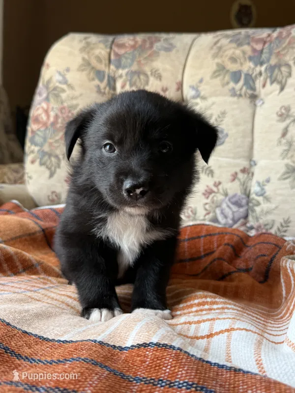 Koda – Border Collie, Norwegian Elkhound puppy for sale in Hermiston, OR