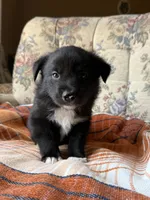 Koda, a male Border Collie and Norwegian Elkhound for sale in Hermiston, OR – 1 of 2