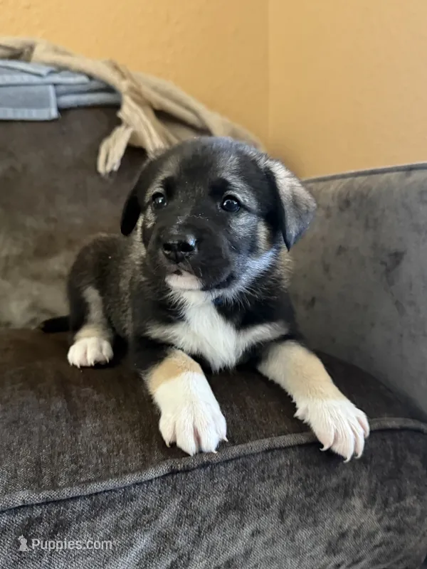 Blue – Border Collie, Norwegian Elkhound puppy for sale in Hermiston, OR
