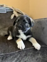 Blue, a male Border Collie and Norwegian Elkhound for sale in Hermiston, OR – 1 of 2