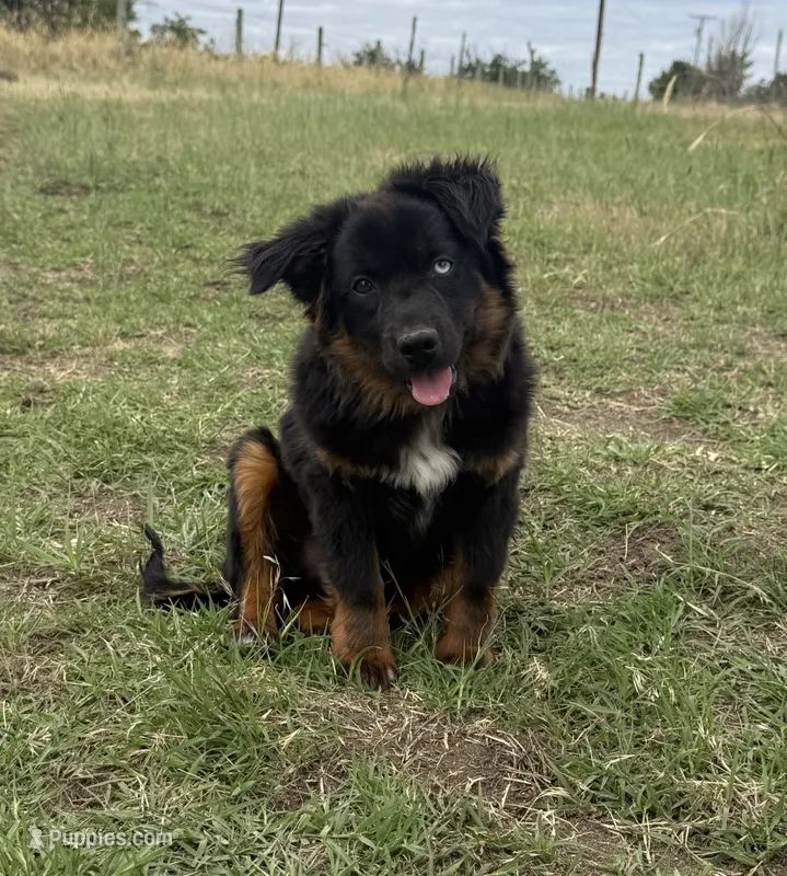 Cinch – Toy Australian Shepherd puppy for sale in Hermiston, OR