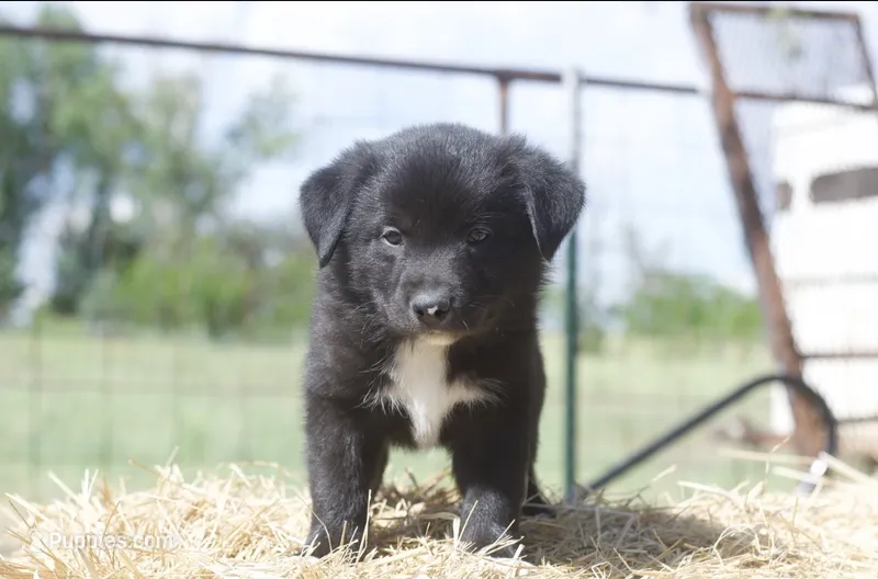 Koda – Border Collie, Norwegian Elkhound puppy for sale in Hermiston, OR