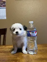 Birch, a male Chihuahua for sale in Hermiston, OR – 4 of 4
